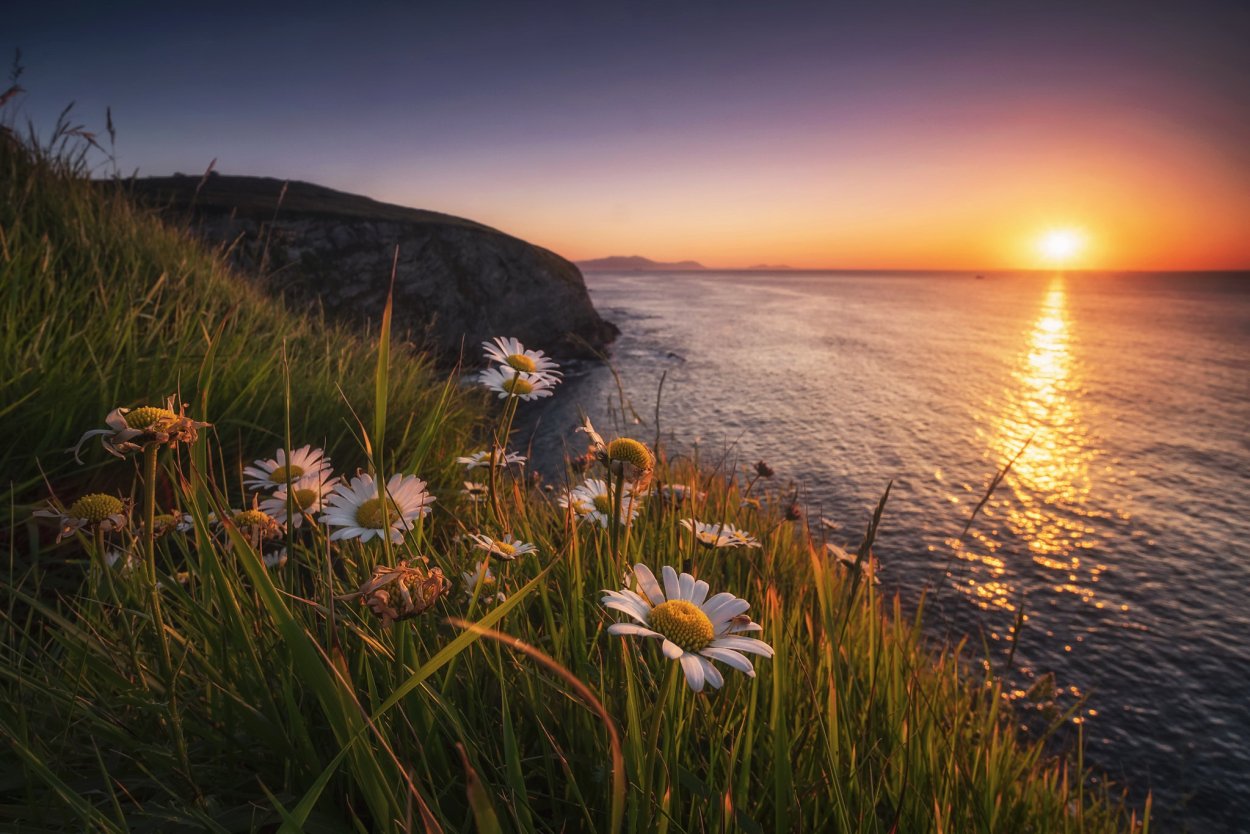 Луг на рассвете