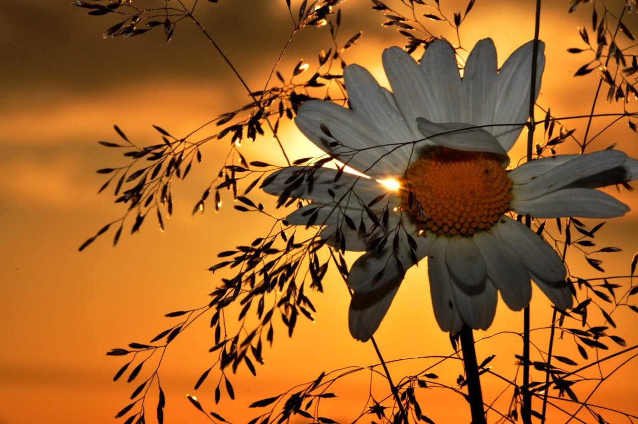 Вечернее поле цветов