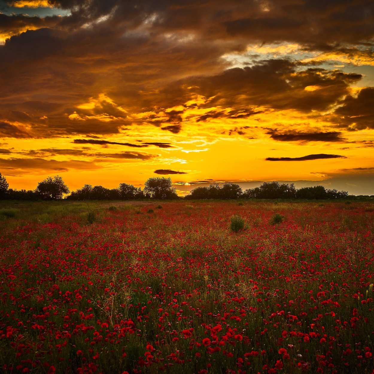 Раннее утро цветы