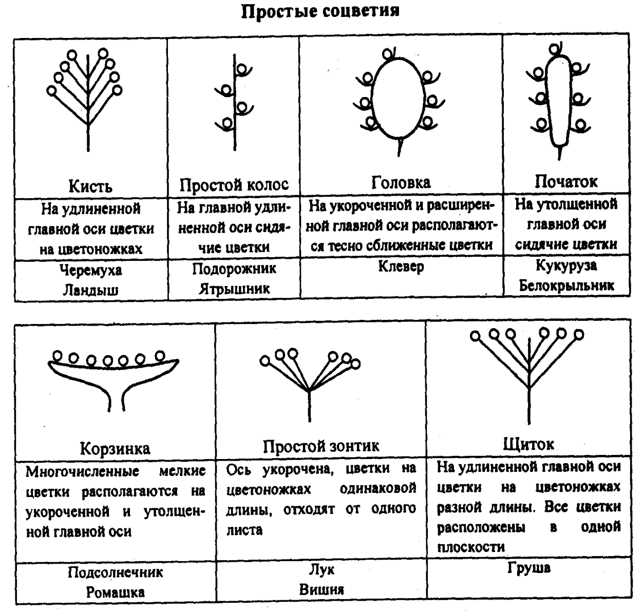 Соцветия - ЦВЕТОК. ПЛОД. СЕМЯ