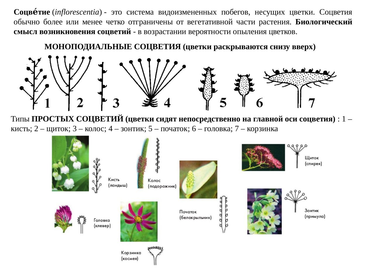 Простые соцветия