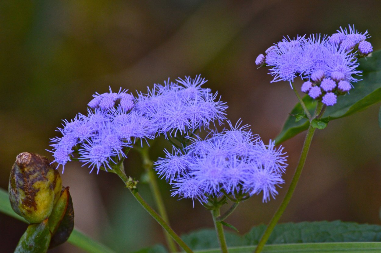 Соцветие Агава узколистная