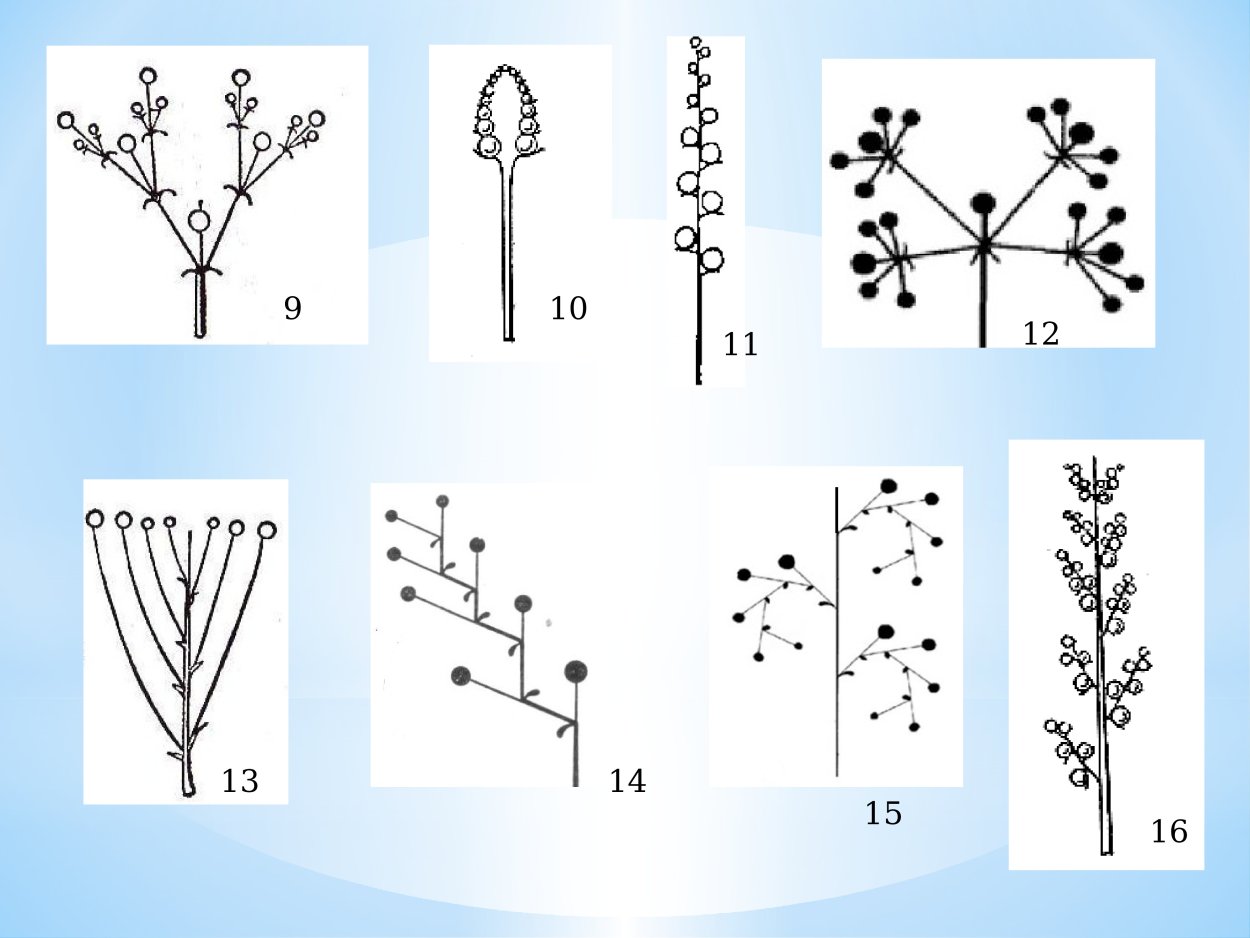 Щитковидное соцветие