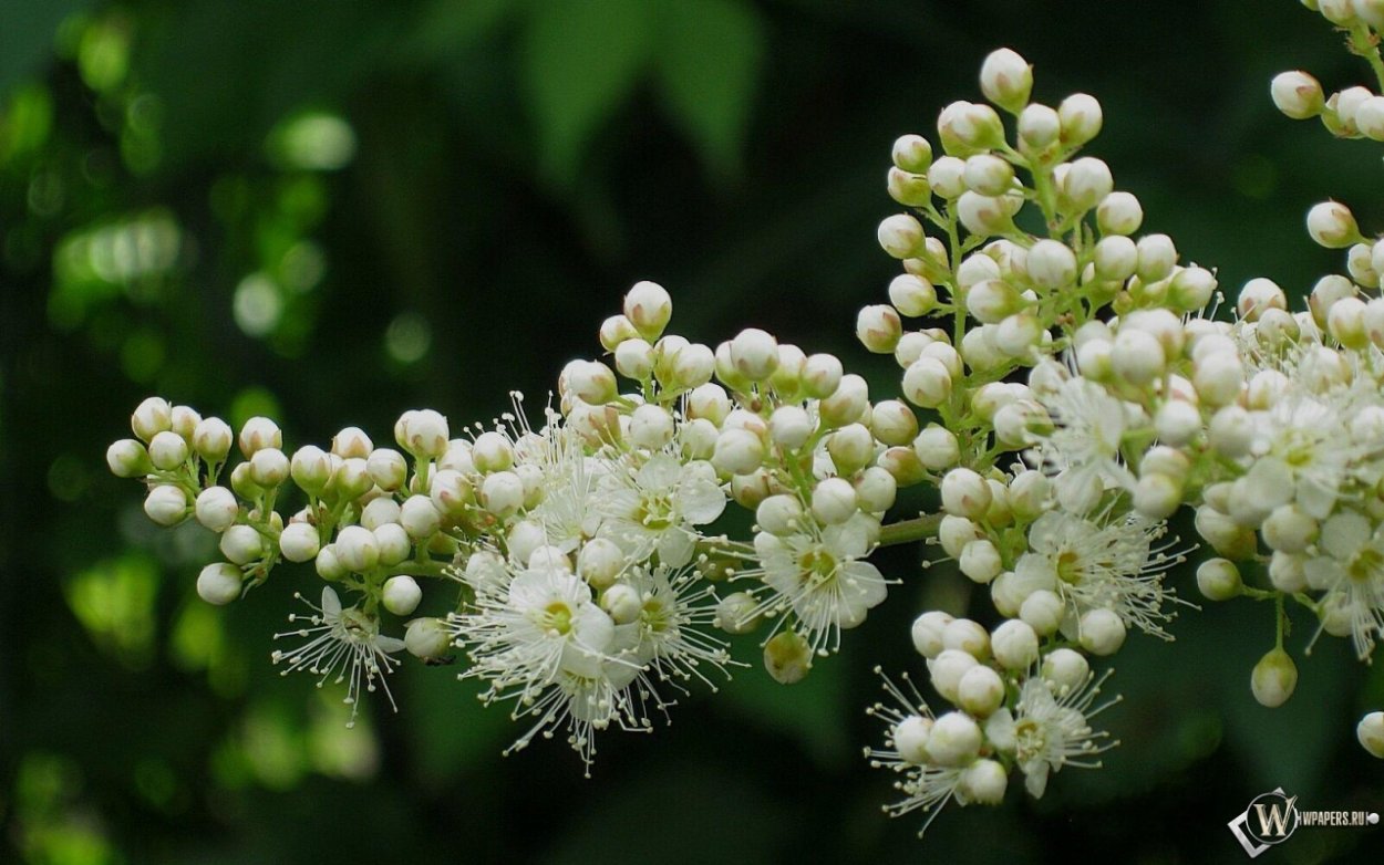 Горец Розеум соцветие