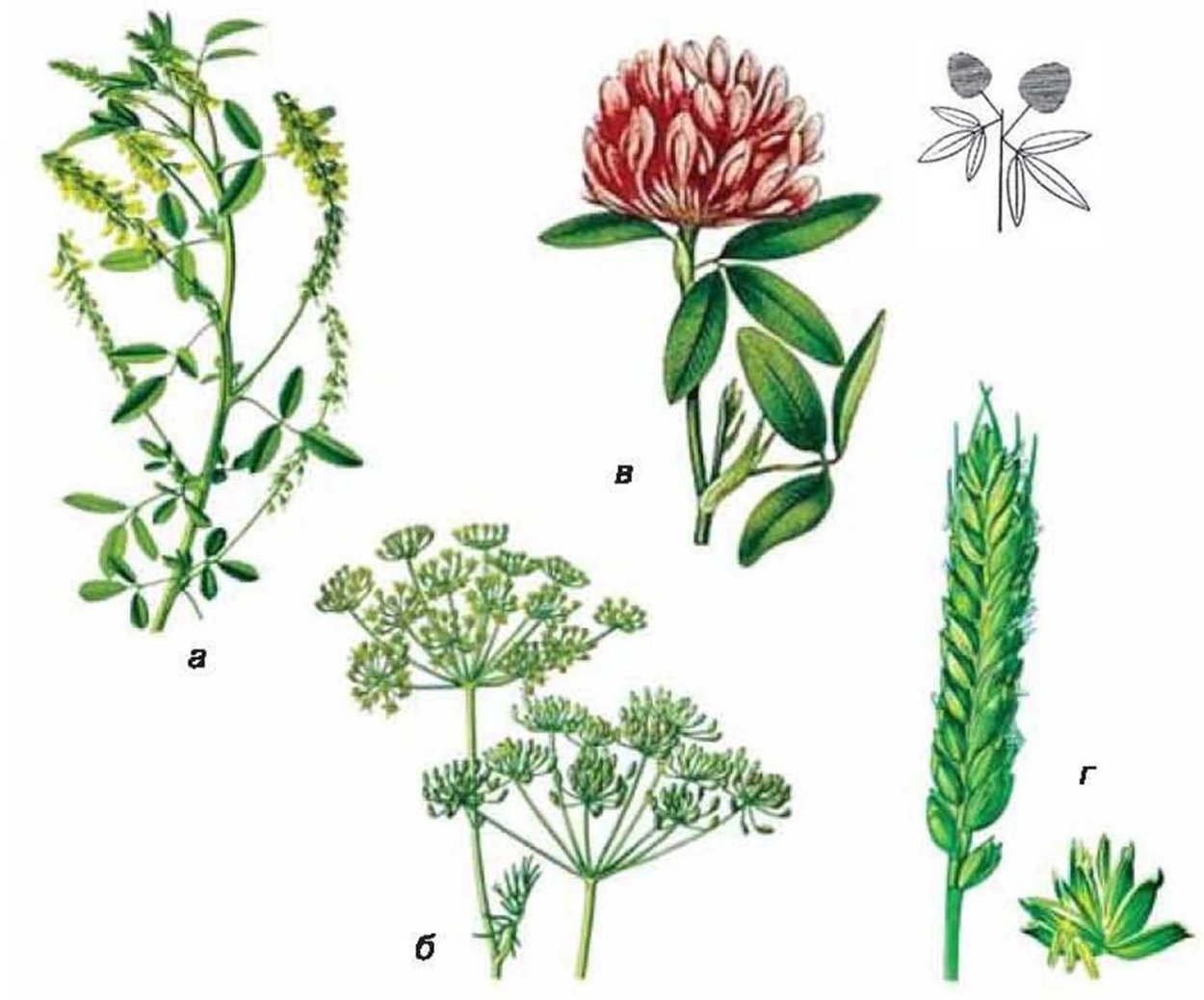 Схема соцветия кисть