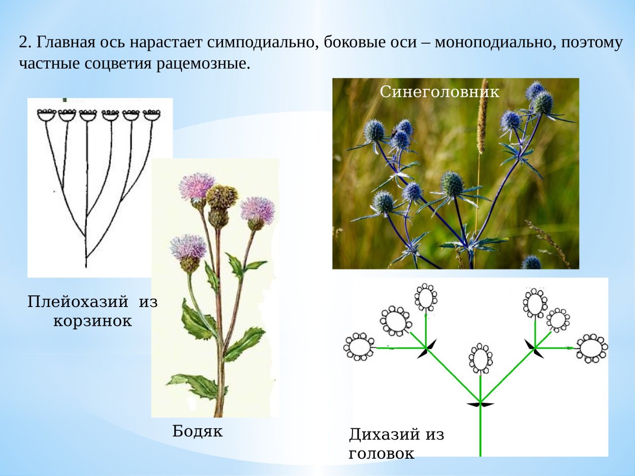 Схема соцветия ландыша