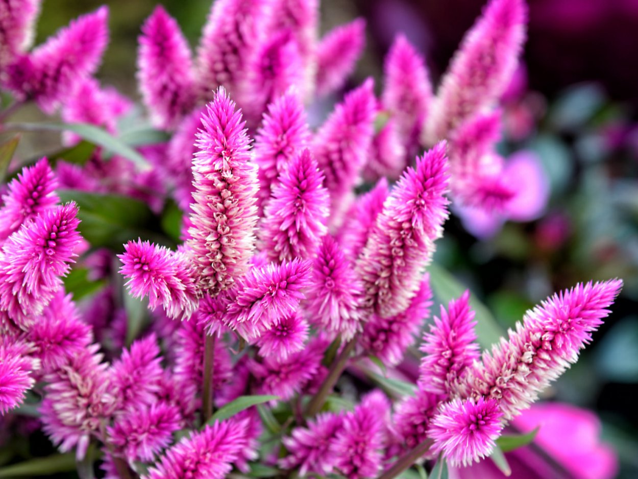 Сорняк с белыми соцветиями