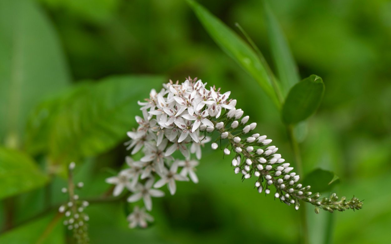 Соцветия покрытосеменных растений