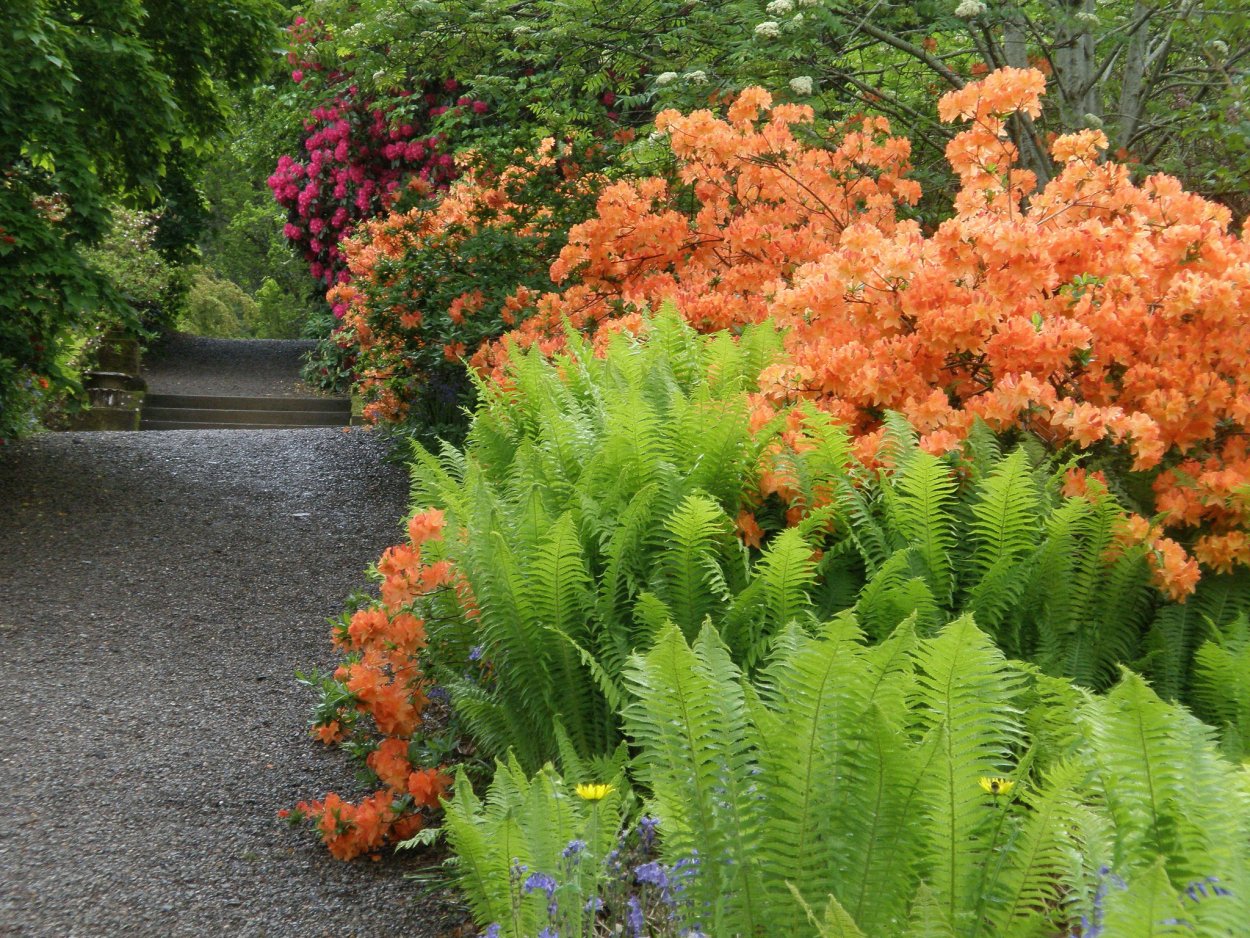 Хоста и герань на клумбе