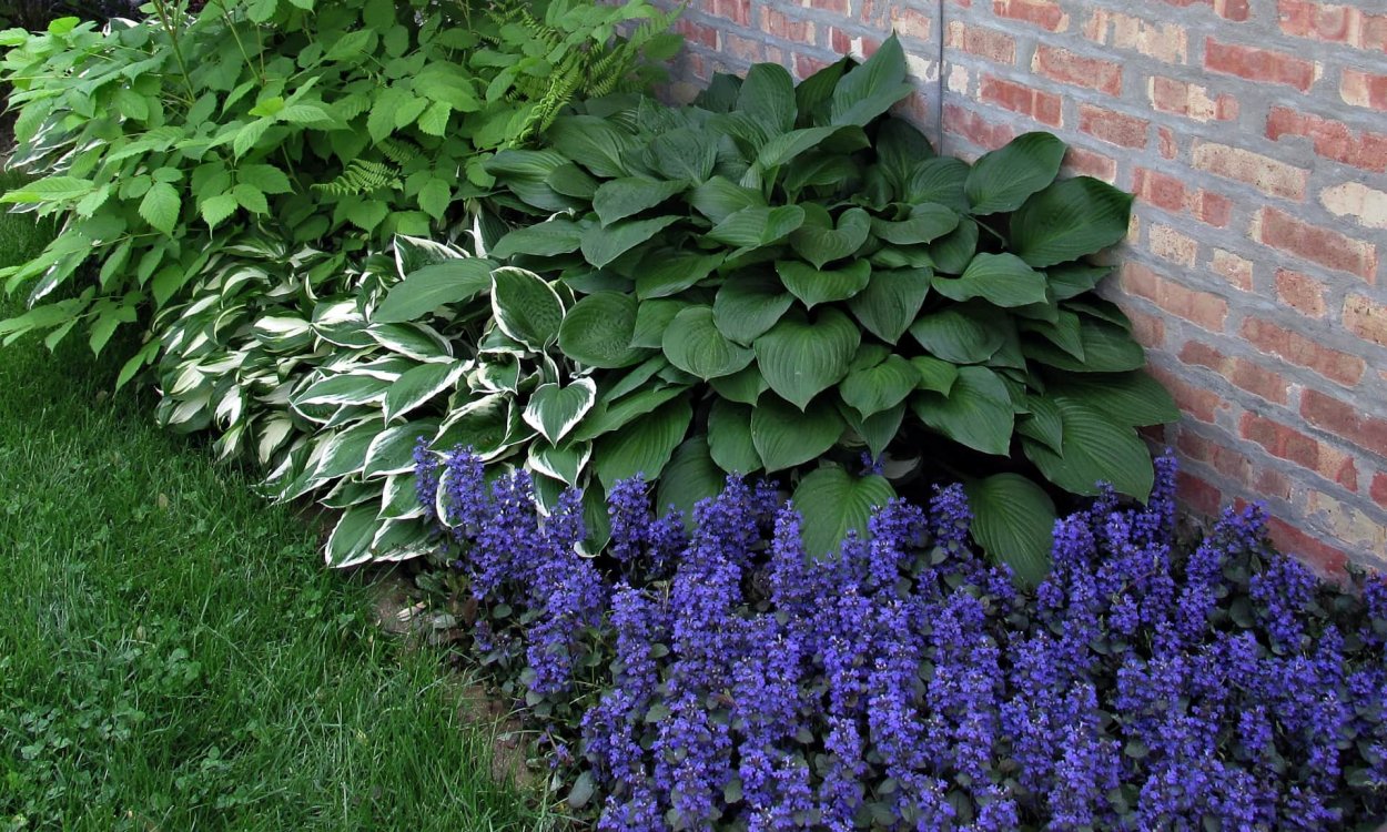 Роджерсия перистая Суперба