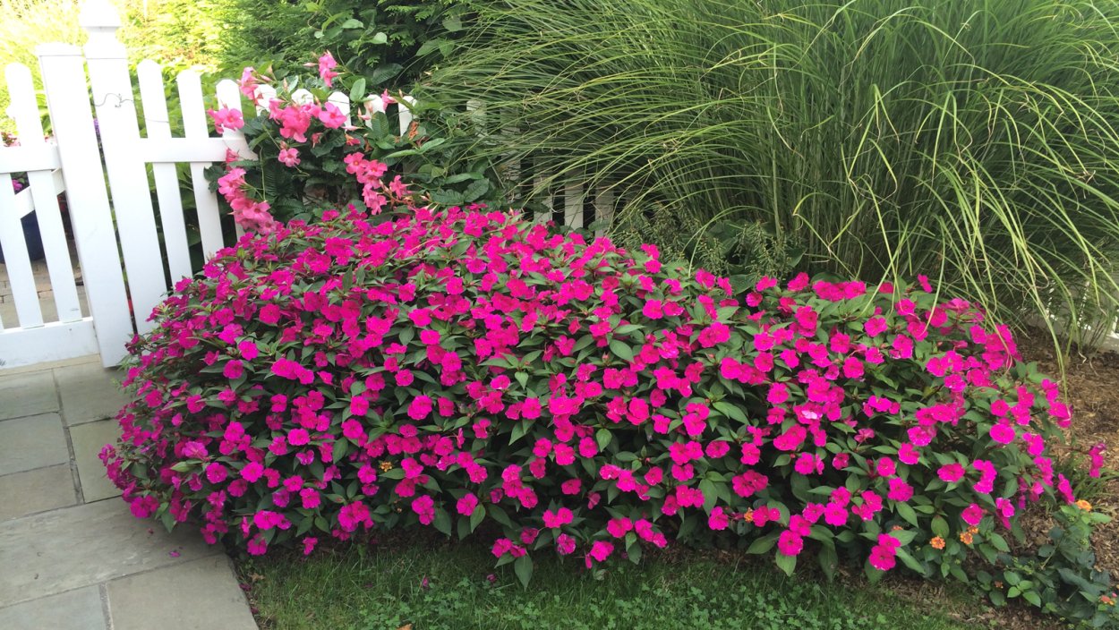 Туя страусник астильба Хоста