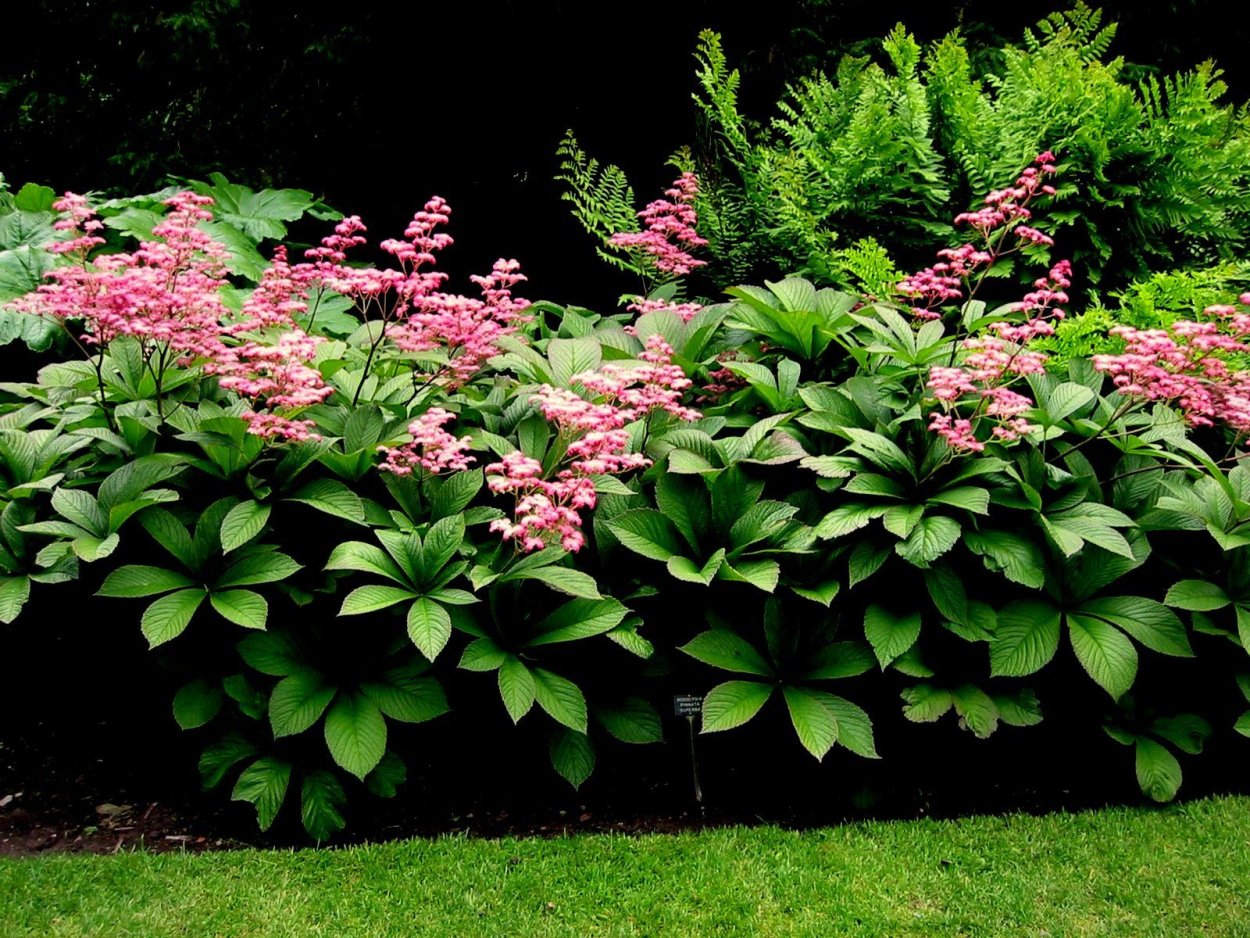 Цветники тенелюбивых растений