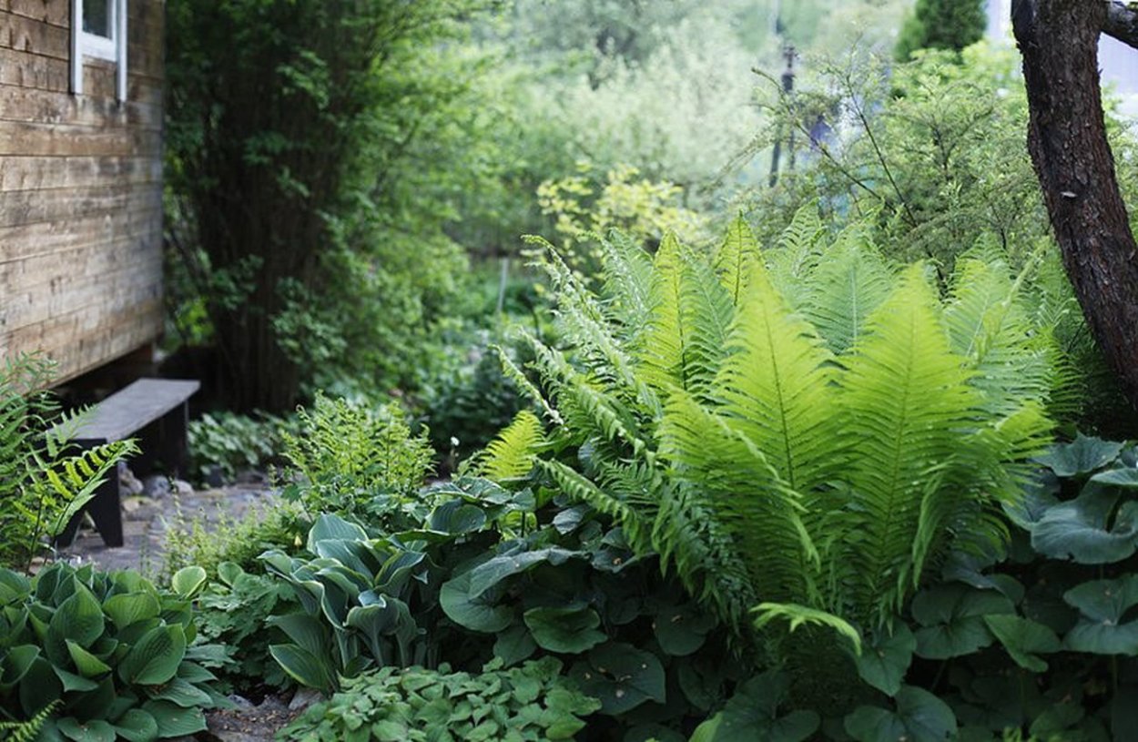 Клумба с папоротником и хостой