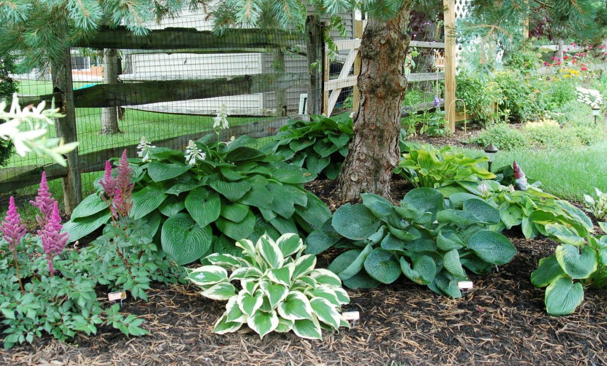 Клумба Волжанка астильба Хоста