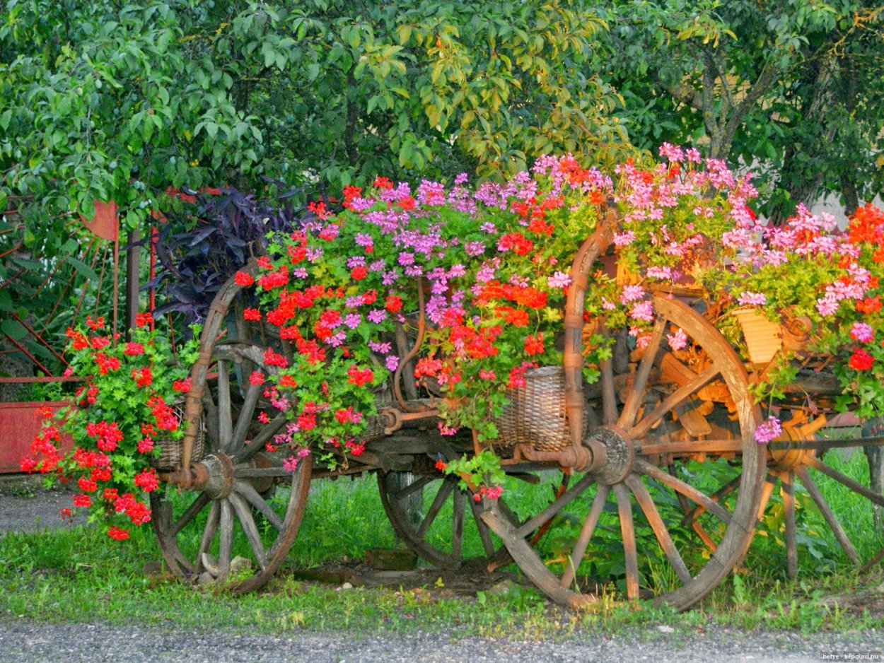 Оберег сада растение