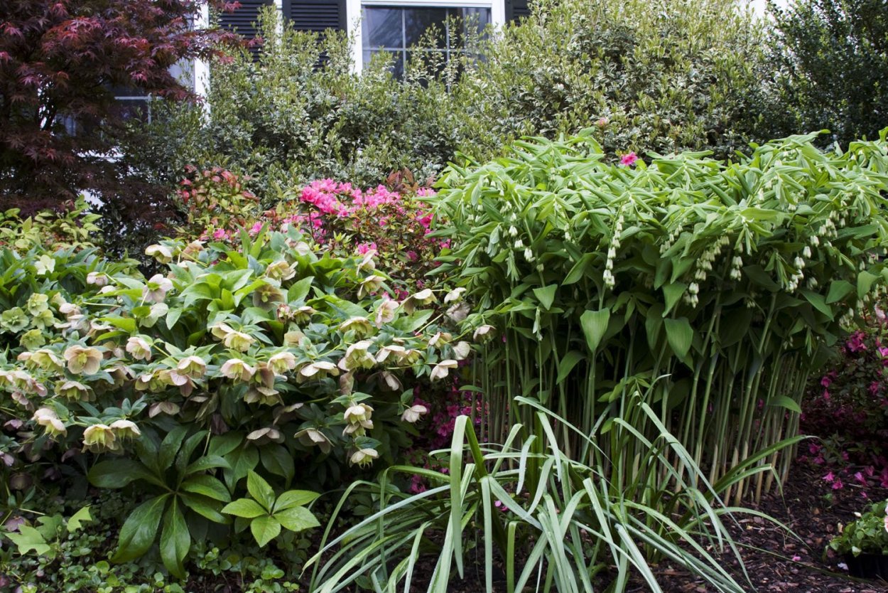 Хоста с лилейниками