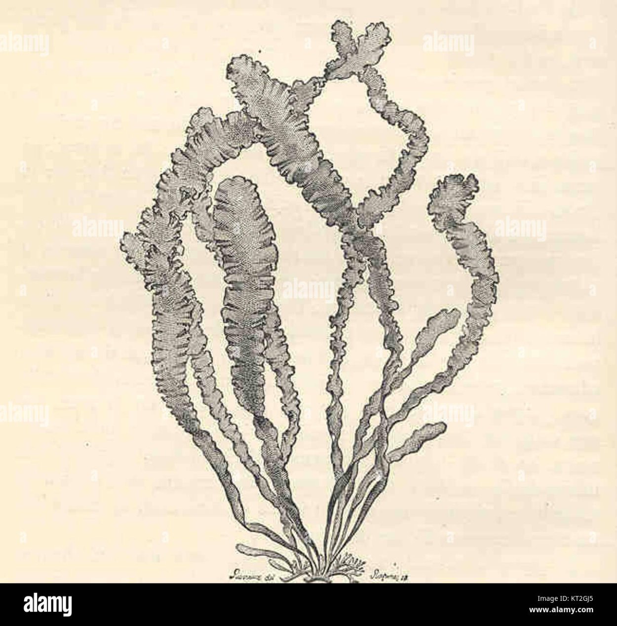 Энтероморфа водоросль