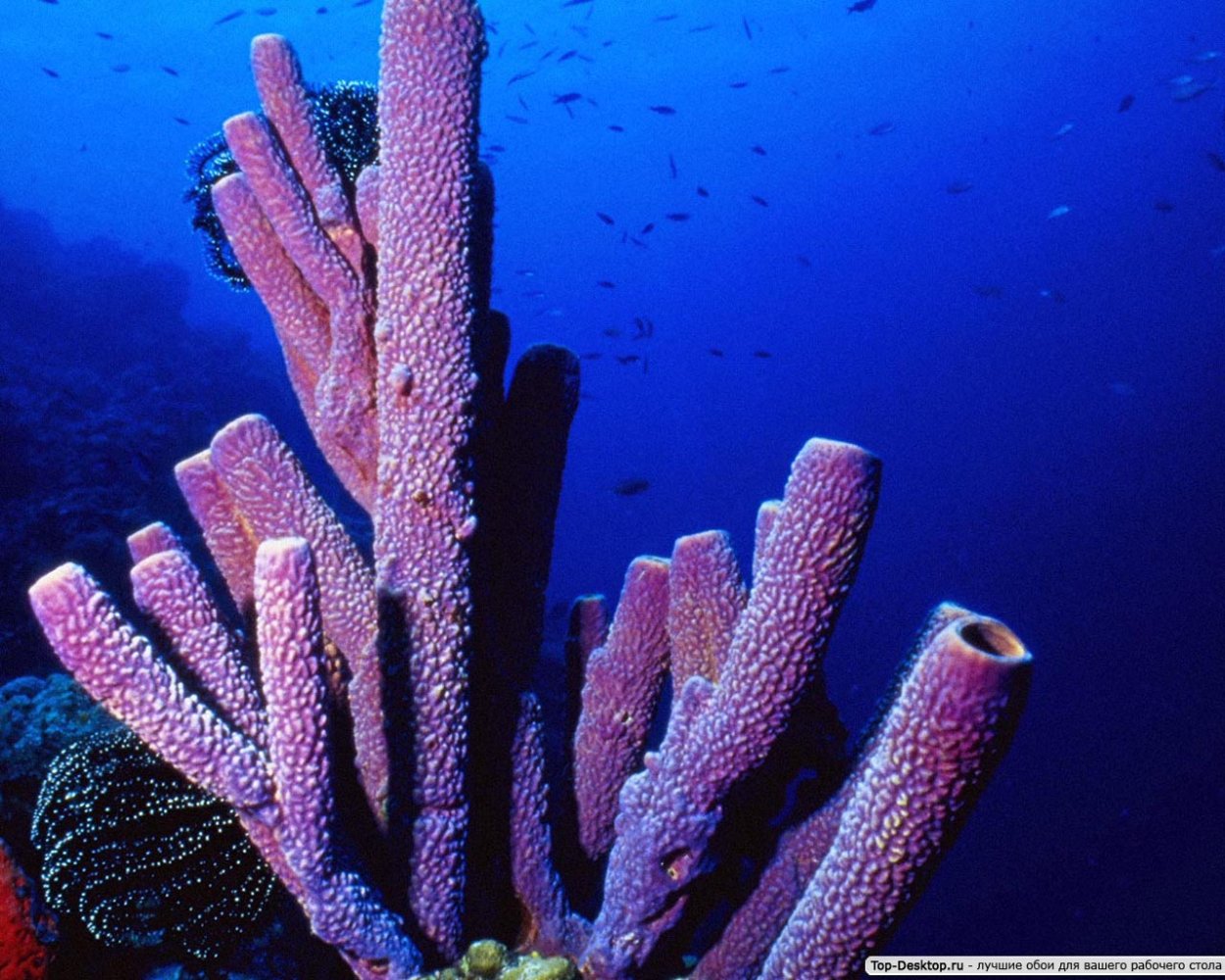 Коллоидный сад химические водоросли