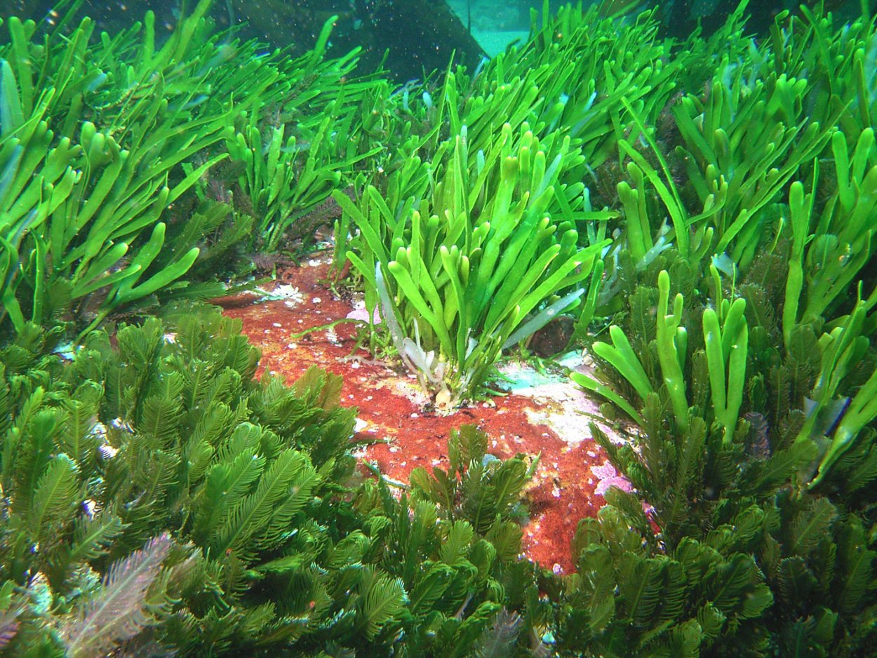 Зеленая водоросль каулерпа