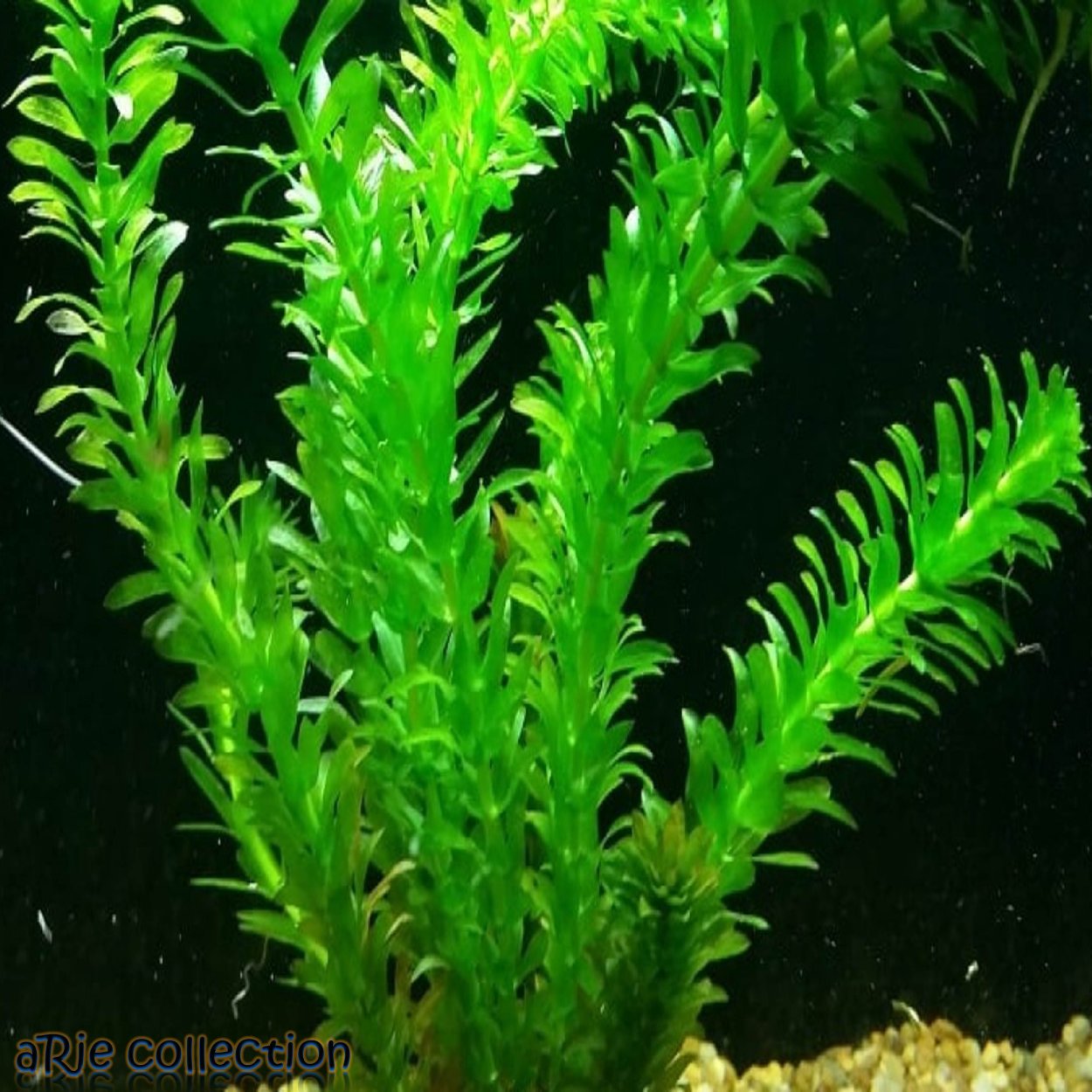 Элодея зубчатая