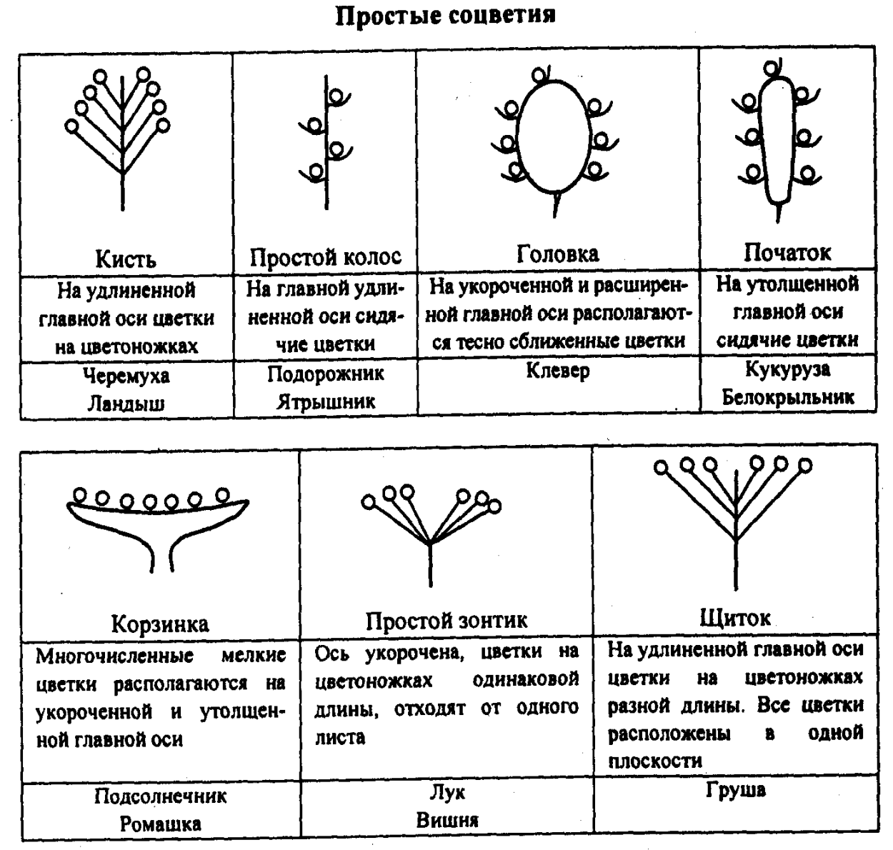 Головка простое или сложное. «Тип соцветия» таблица Тип соцветия схема соцветия пример. Соцветие растений и их схемы. Соцветия биология 6 класс таблица с рисунками. Соцветия 6 класс биология.