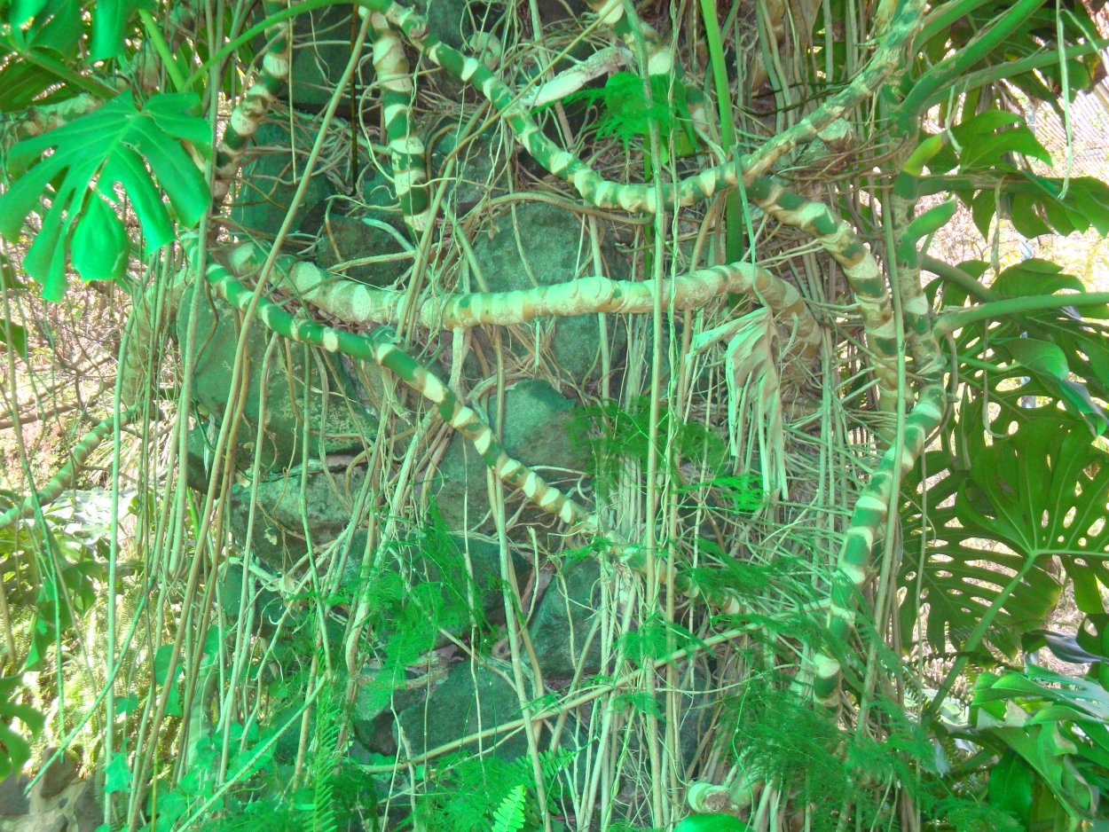 Сады Мэри Рейнольдс растения