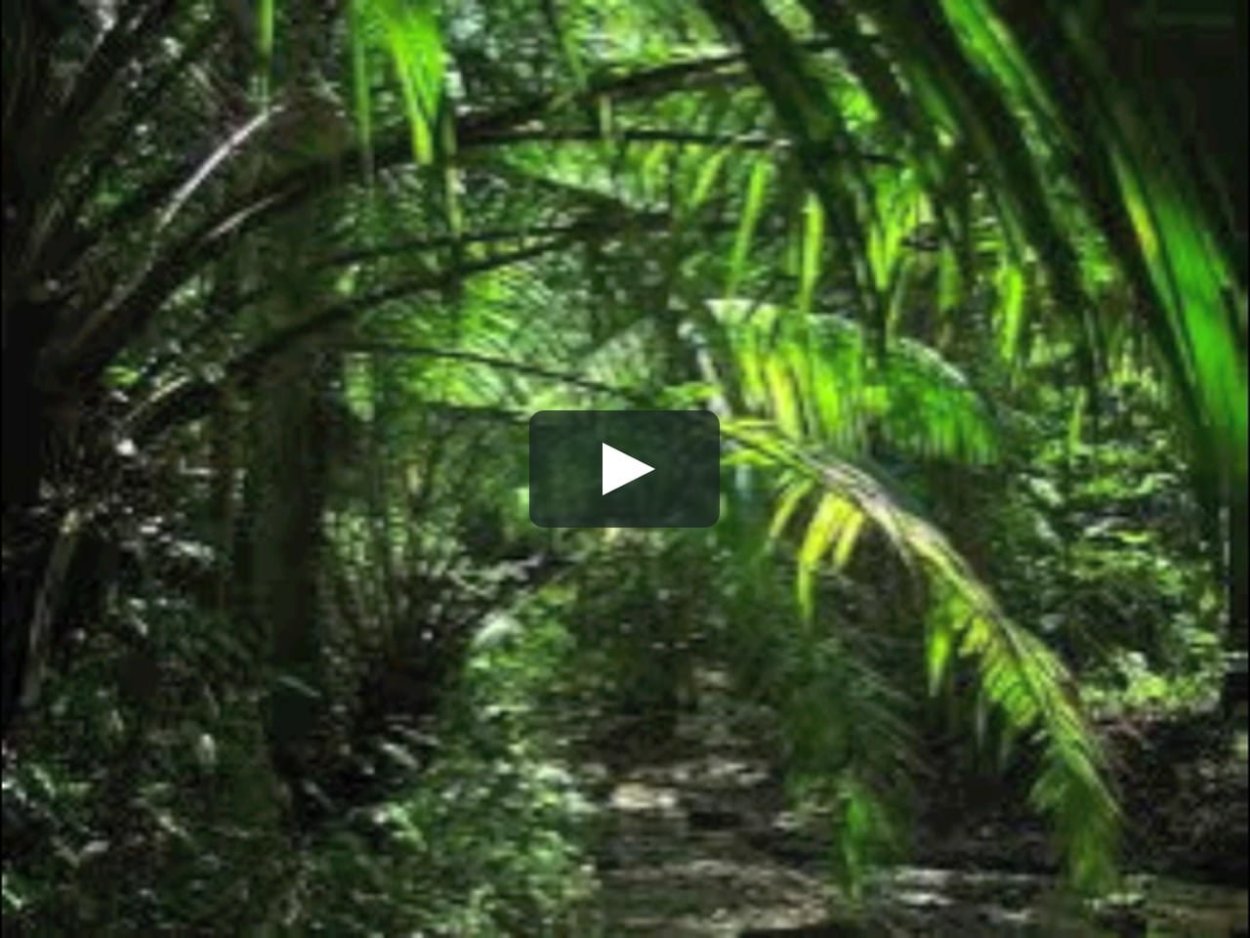 Полувечнозеленый тропический лес