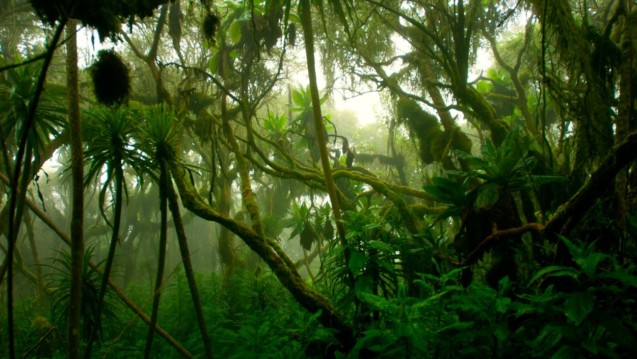 Эбеновое дерево тропических лесов