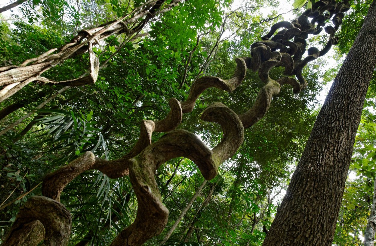 Лиановый лес Дербент