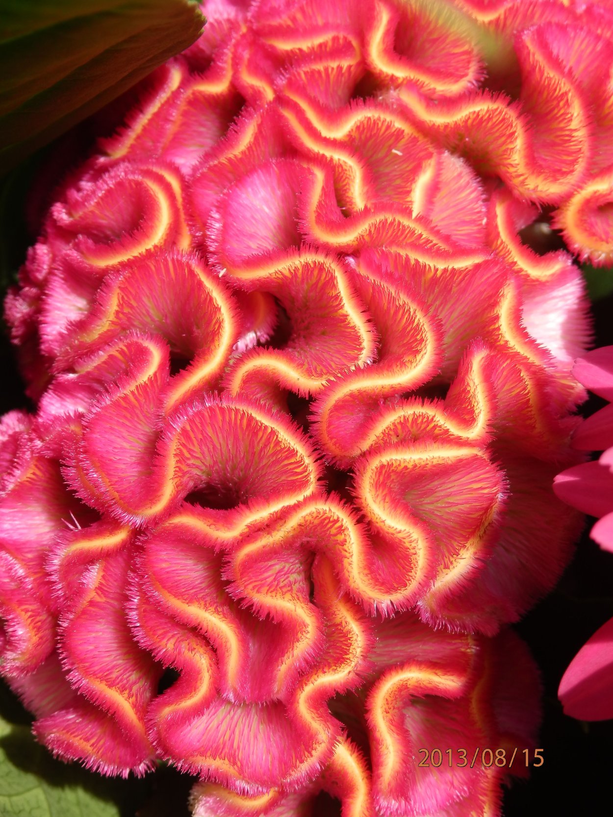 Цветок целозия петушиный гребешок