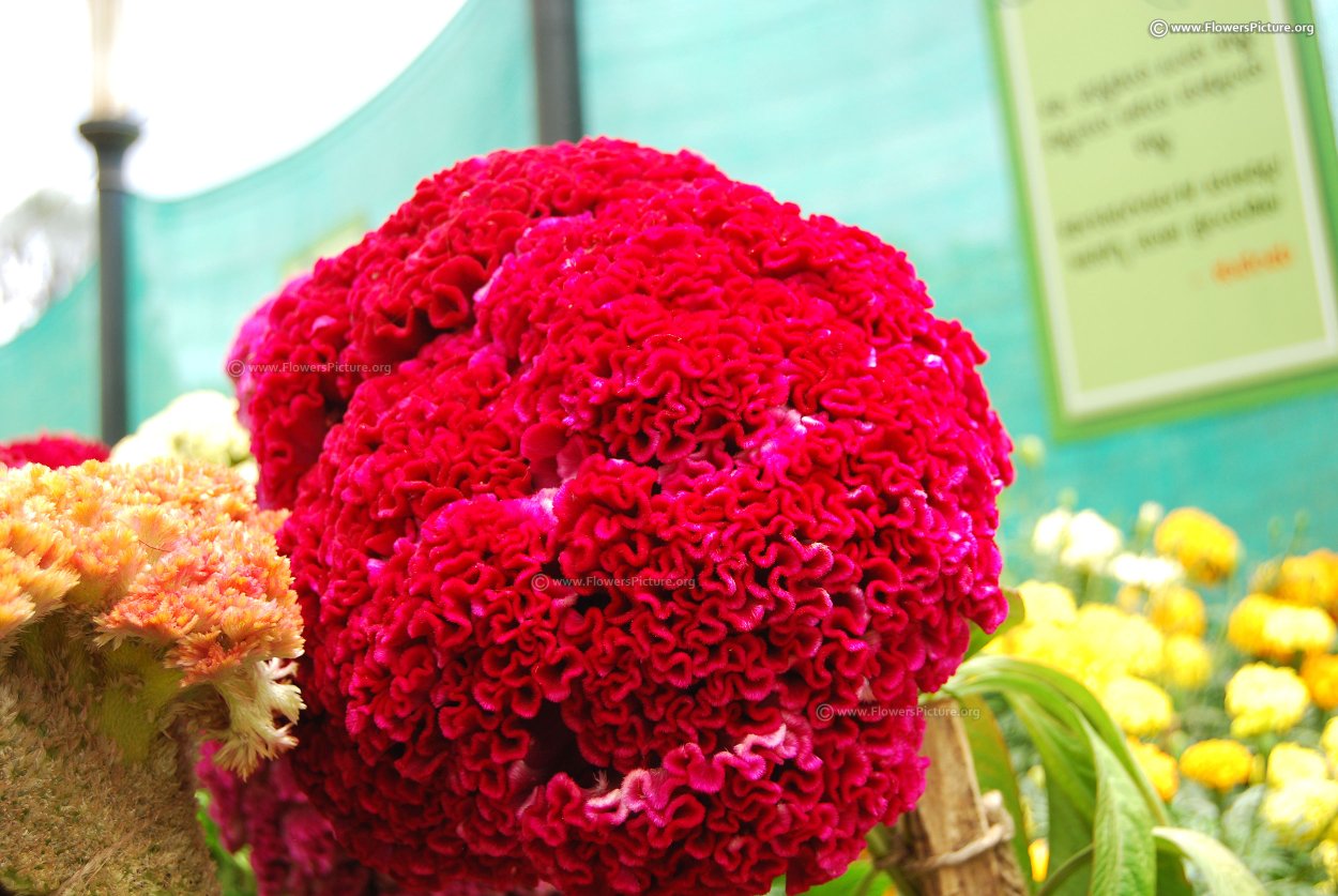 Гавриш целозия коралловый сад