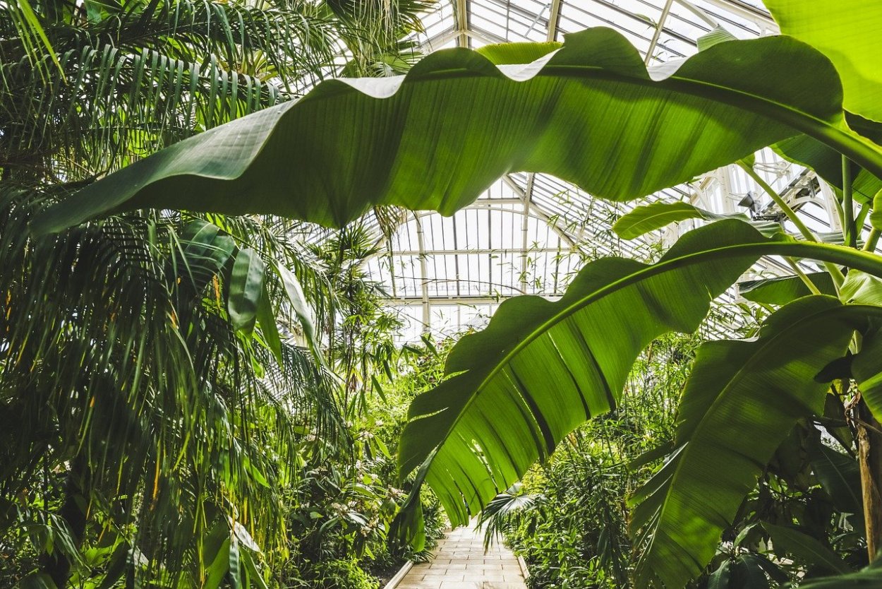 Тропическая Лиана монстера