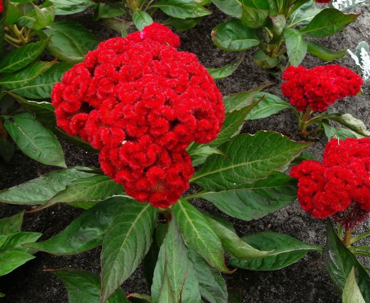 Целозия спиката