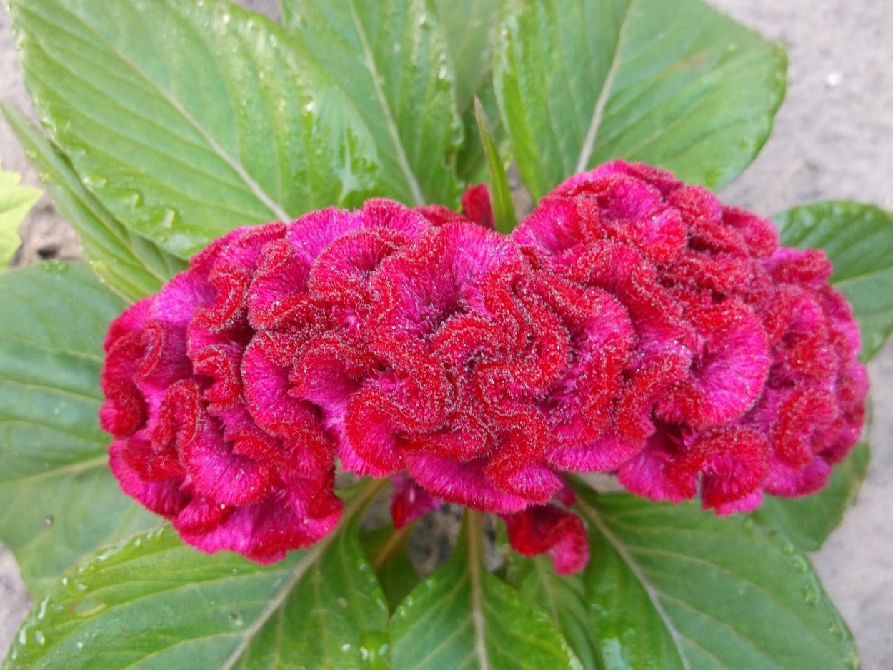 Целозия вишнёвый коралл