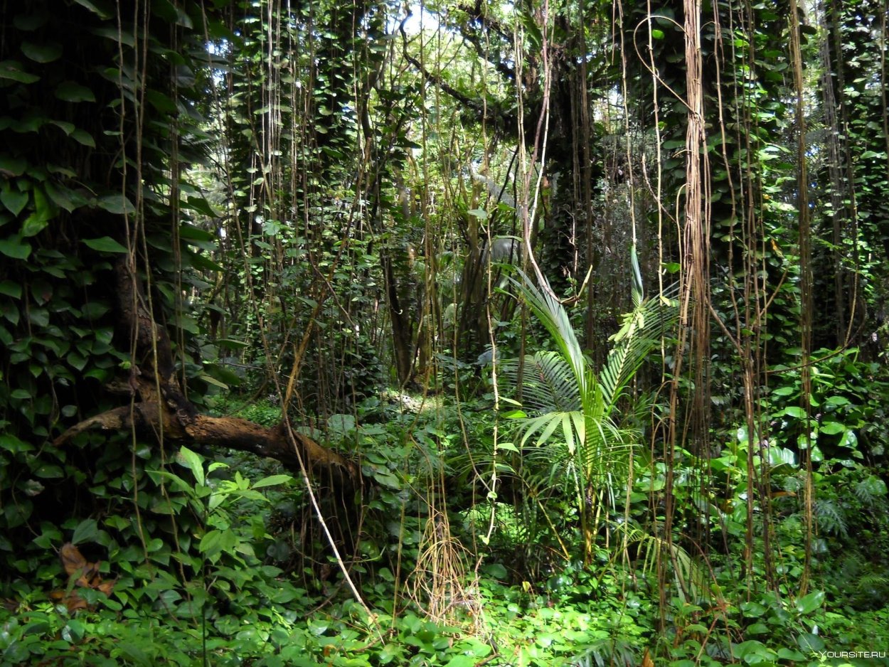 НЕПРОХОДИМЫЙ тропический лес Африки