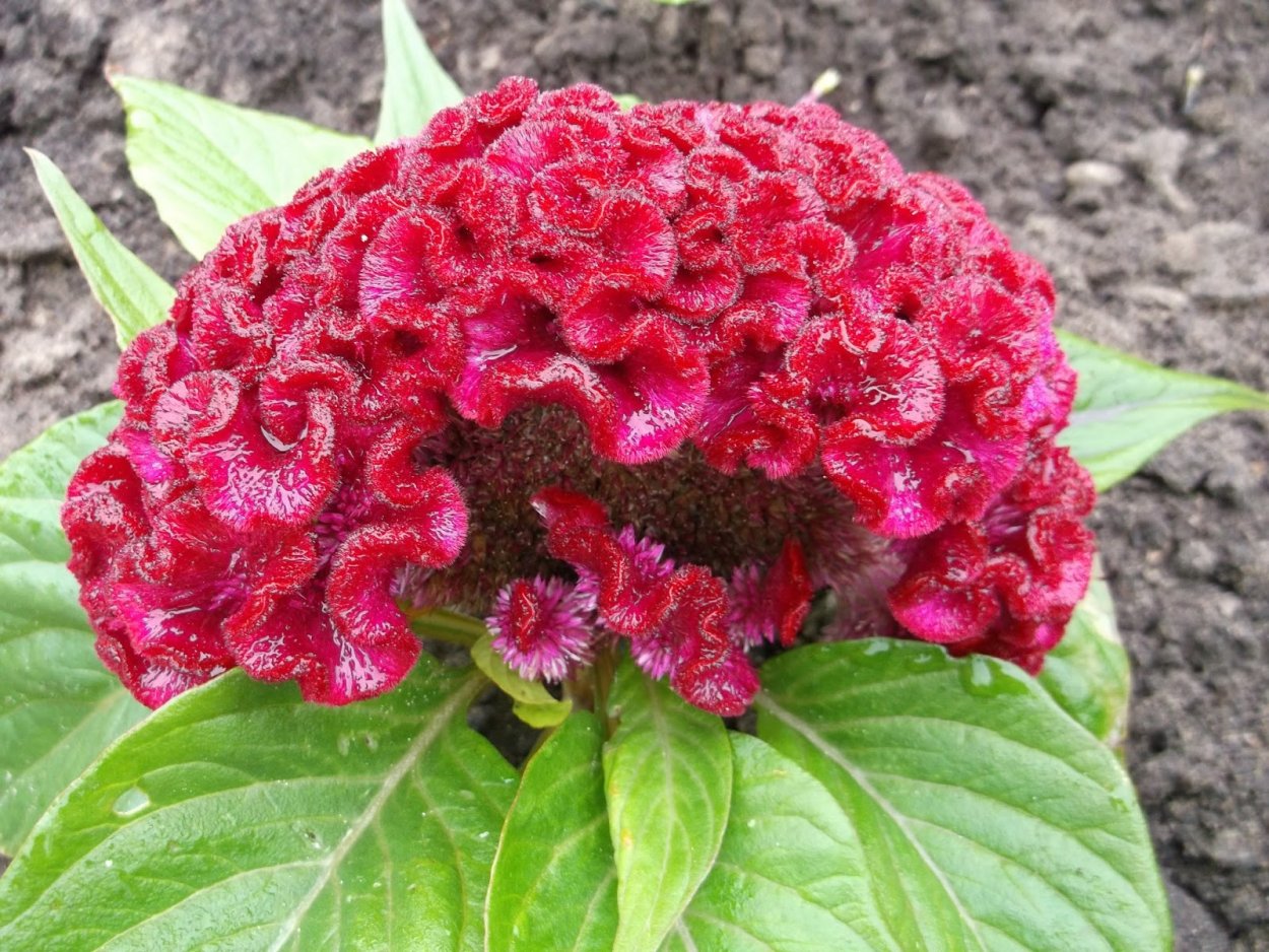 Целозия гребенчатая Императрица