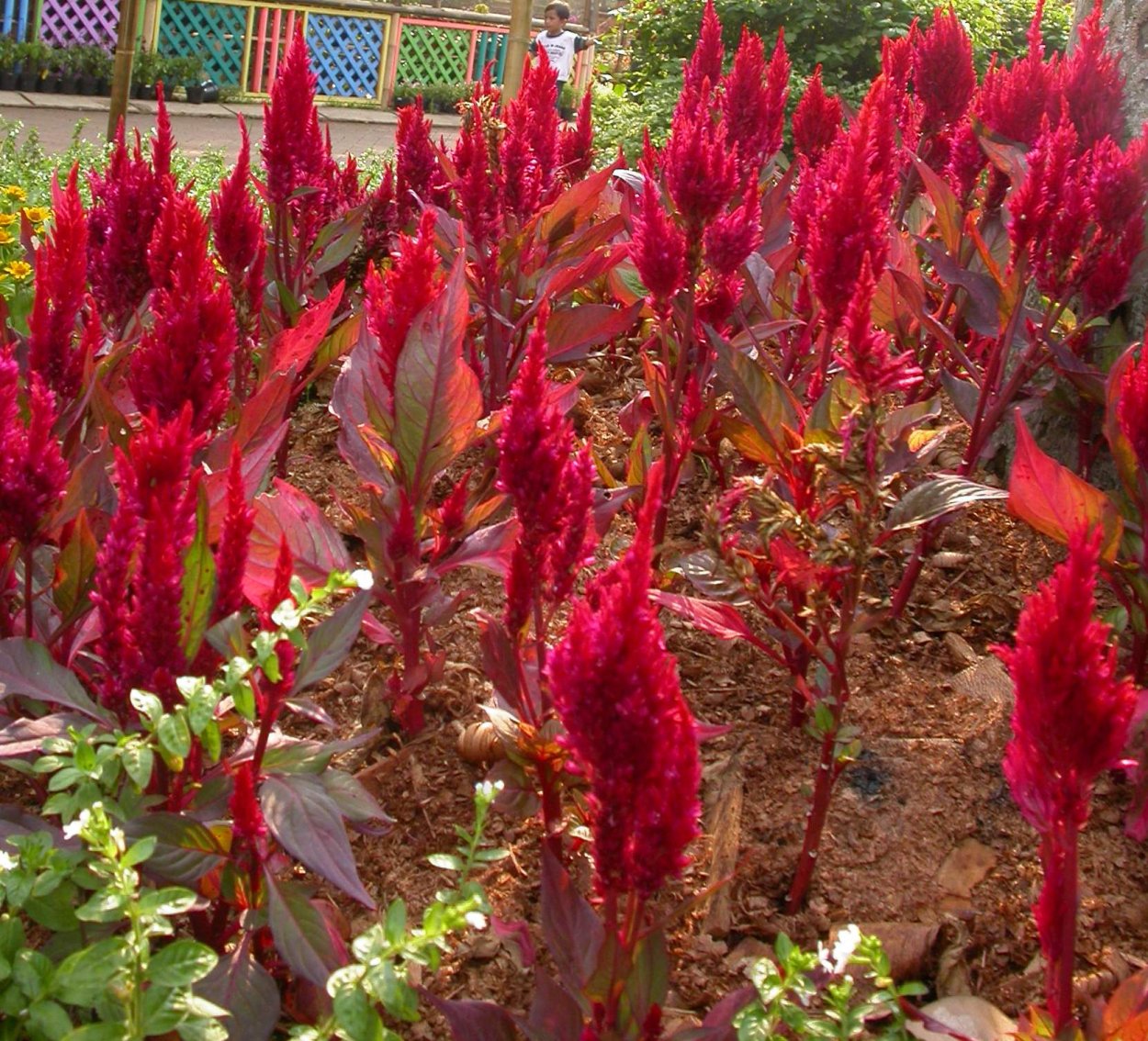 Целозия гребенчатая коралловый сад