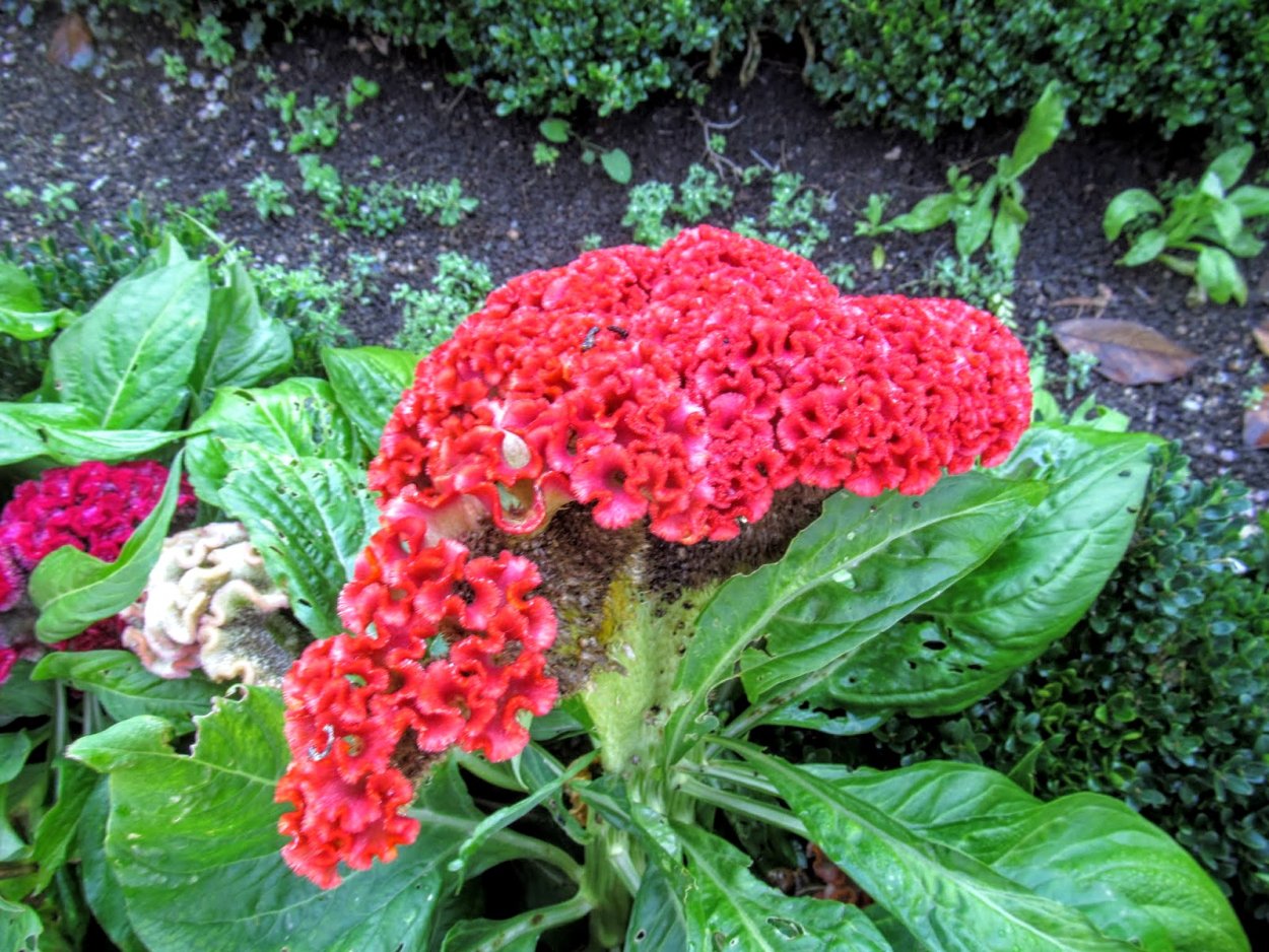 Целозия гребенчатая петушиный гребешок