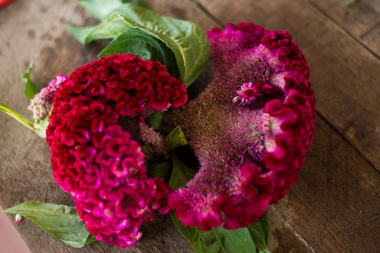 Целозия гребенчатая коралловый сад