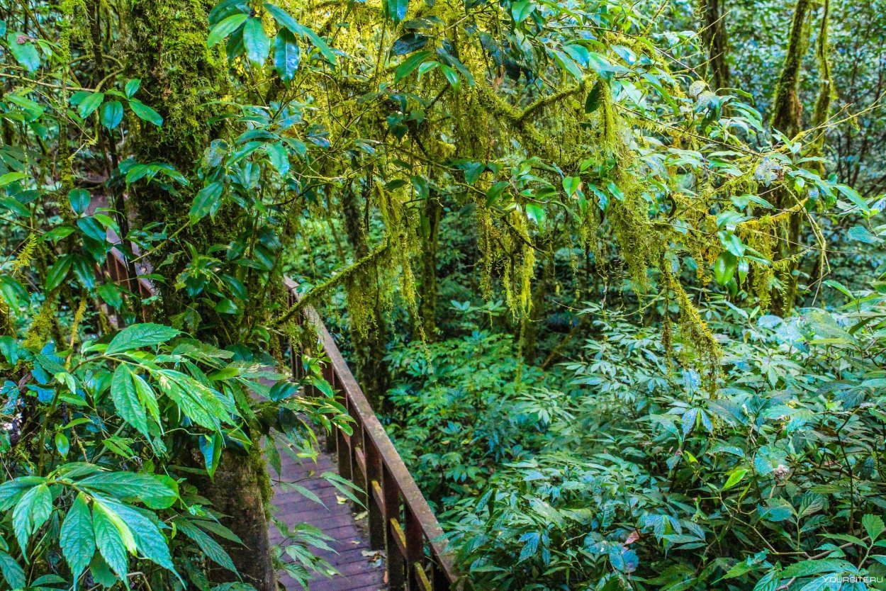 Лиана дерево в джунглях