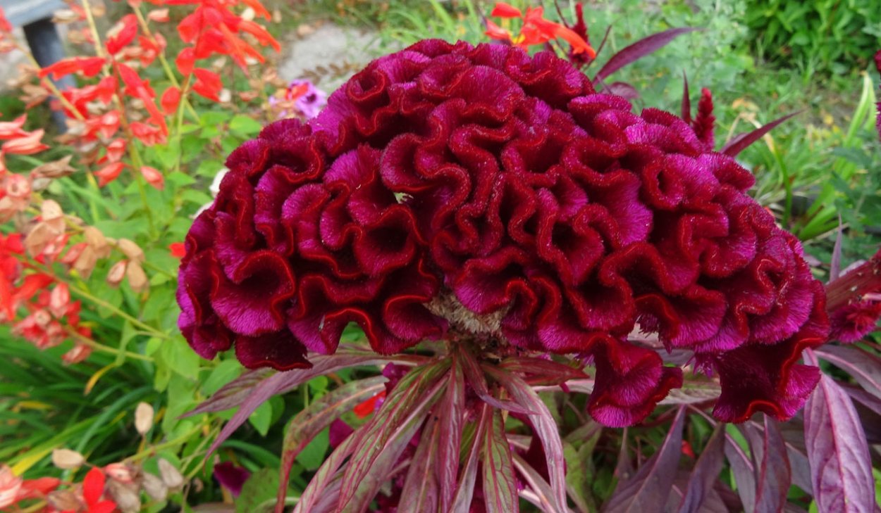 Целозия гребенчатая тореадор