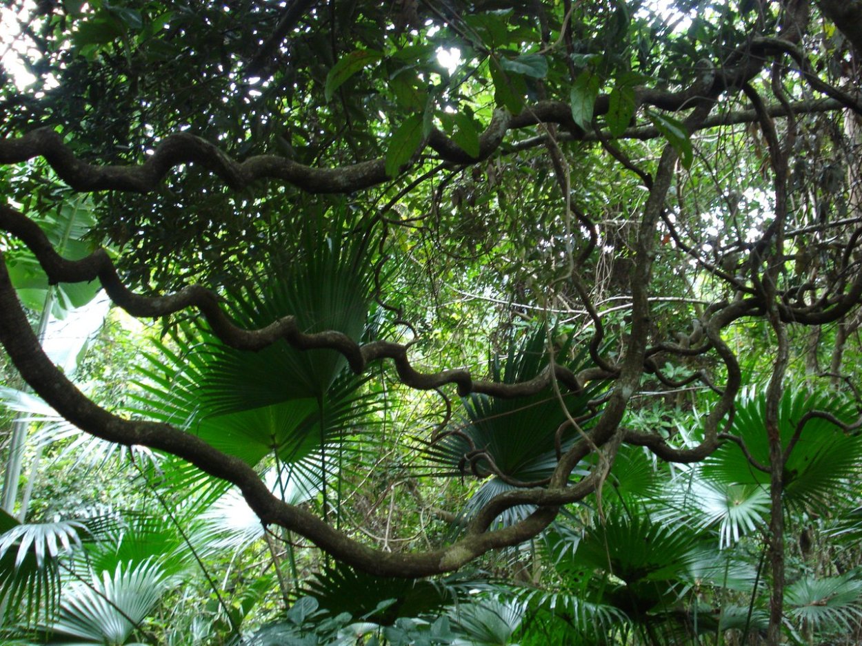 Цветы на лианах в джунглях