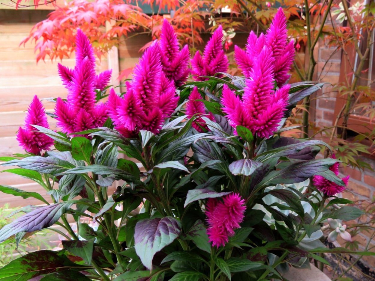 Целозия Каракас пурпурная