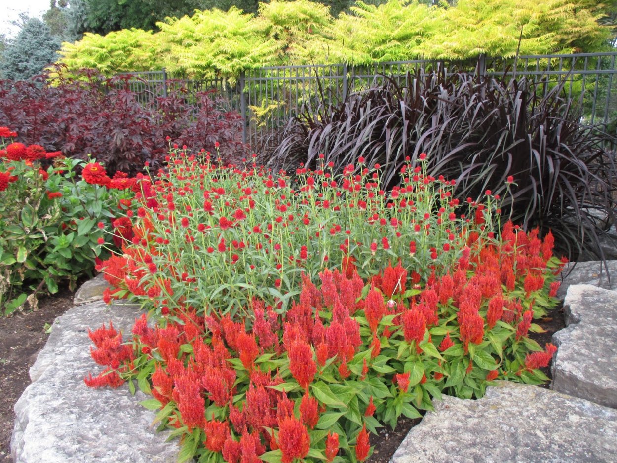 Целозия Дракула гребенчатая