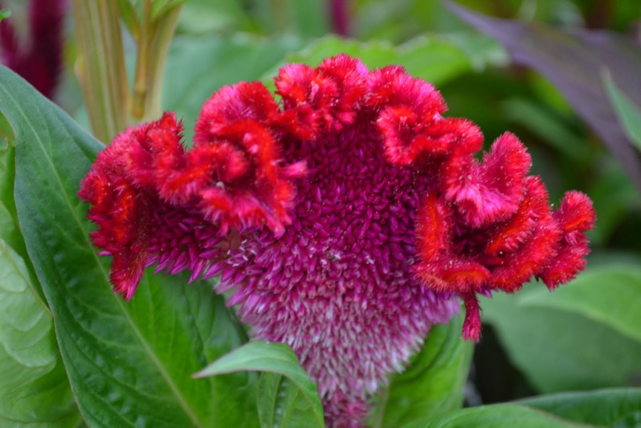 Целозия Императорская