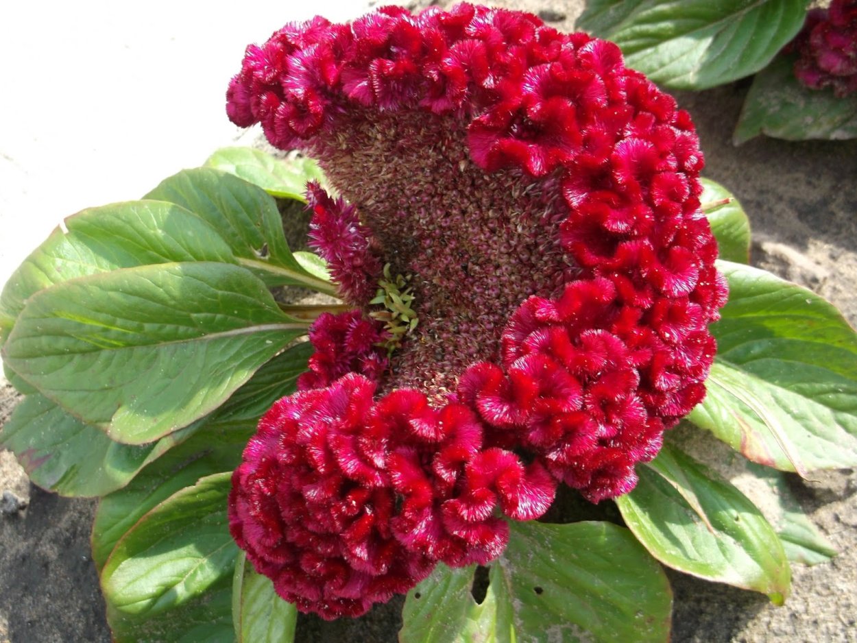 Woolflower – целозия