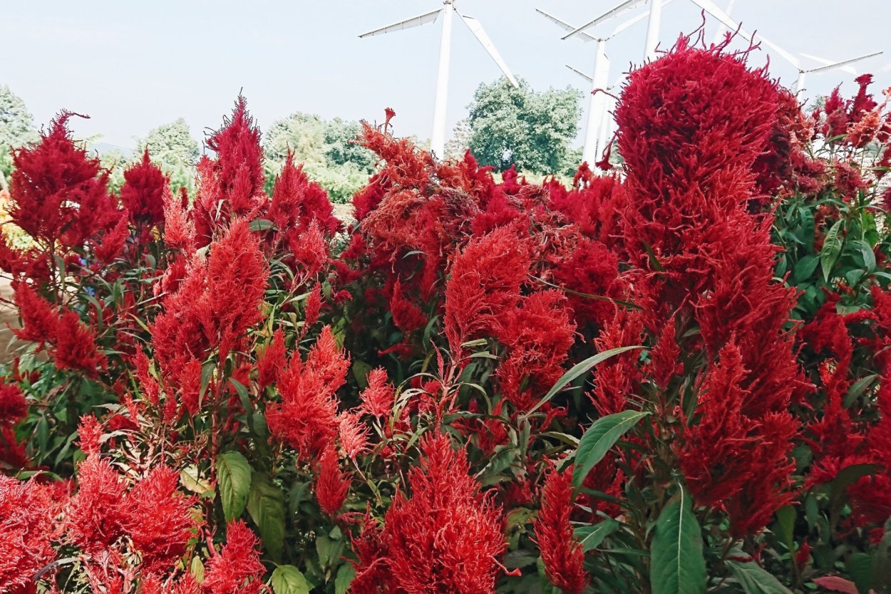 Целозия гребенчатая петушиный гребешок