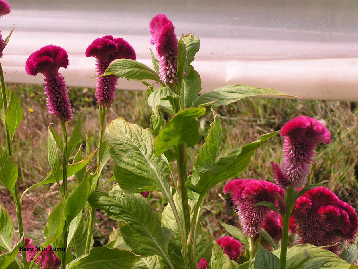 Целозия метельчатая гребенчатая