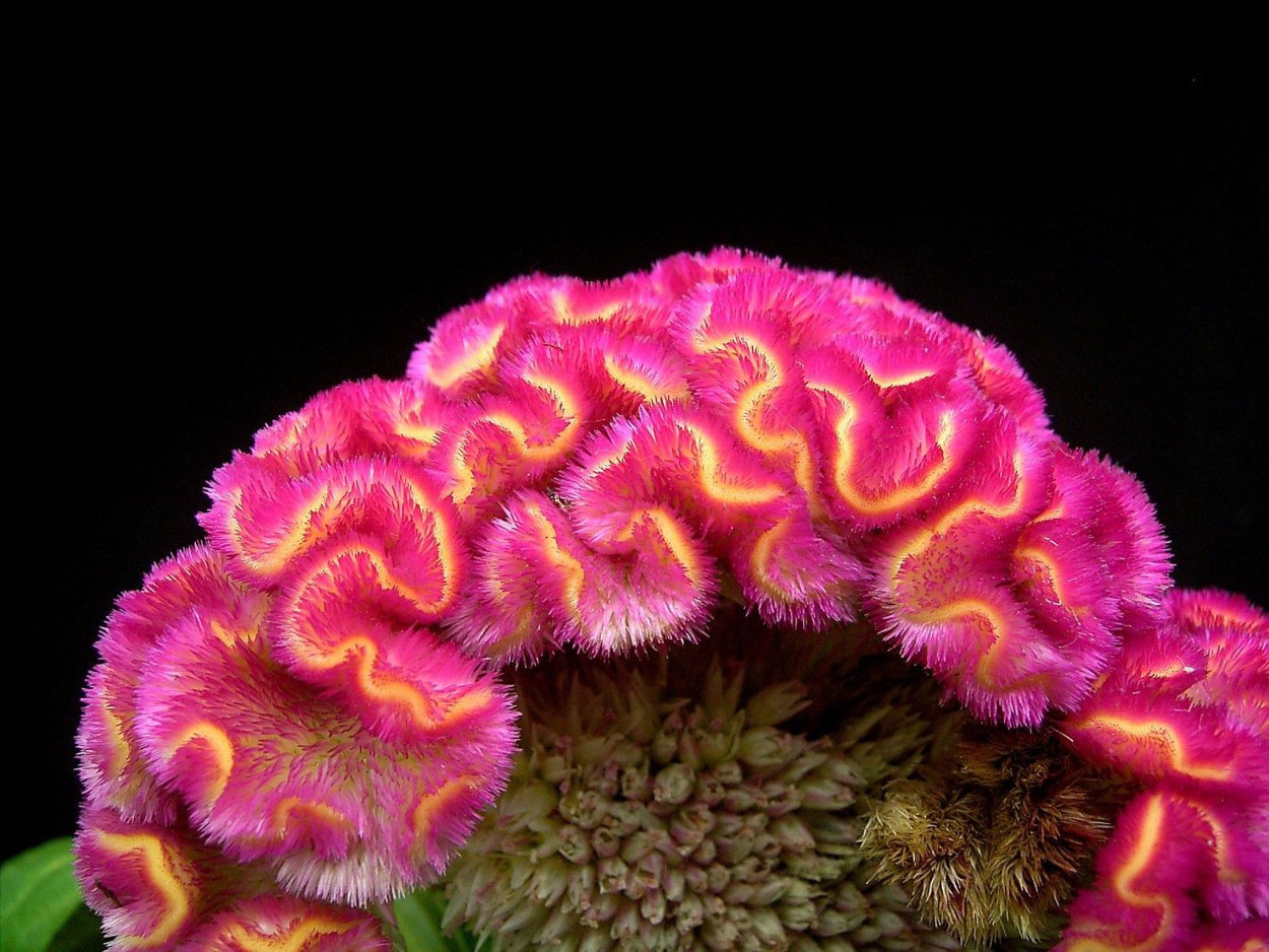 Целозия Брайт Спаркс микс