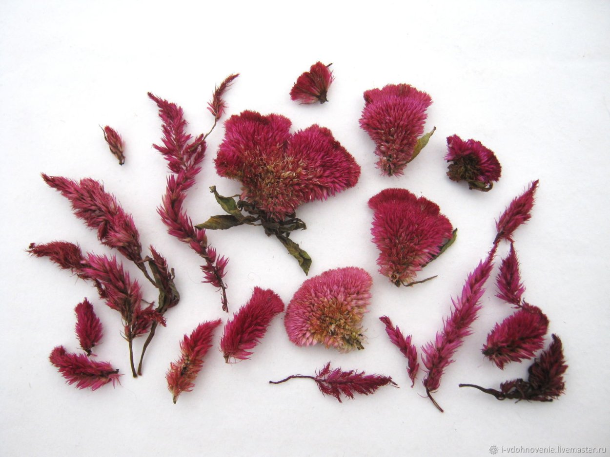 Целозия Шанхай